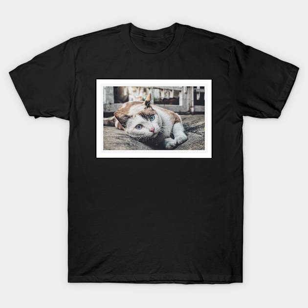 cute cat T-Shirt by DesignerMAN